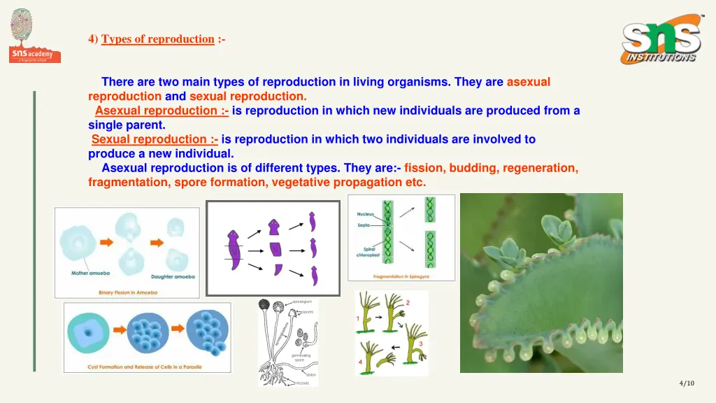 4 types of reproduction
