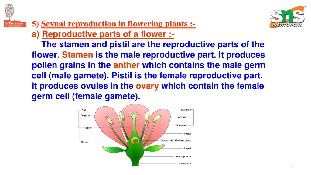 5 sexual reproduction in flowering plants