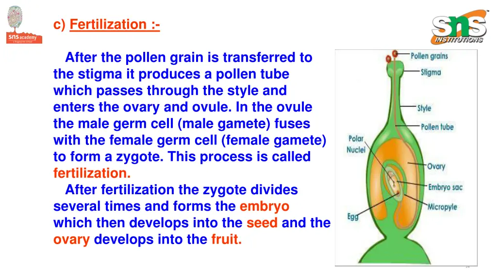 c fertilization