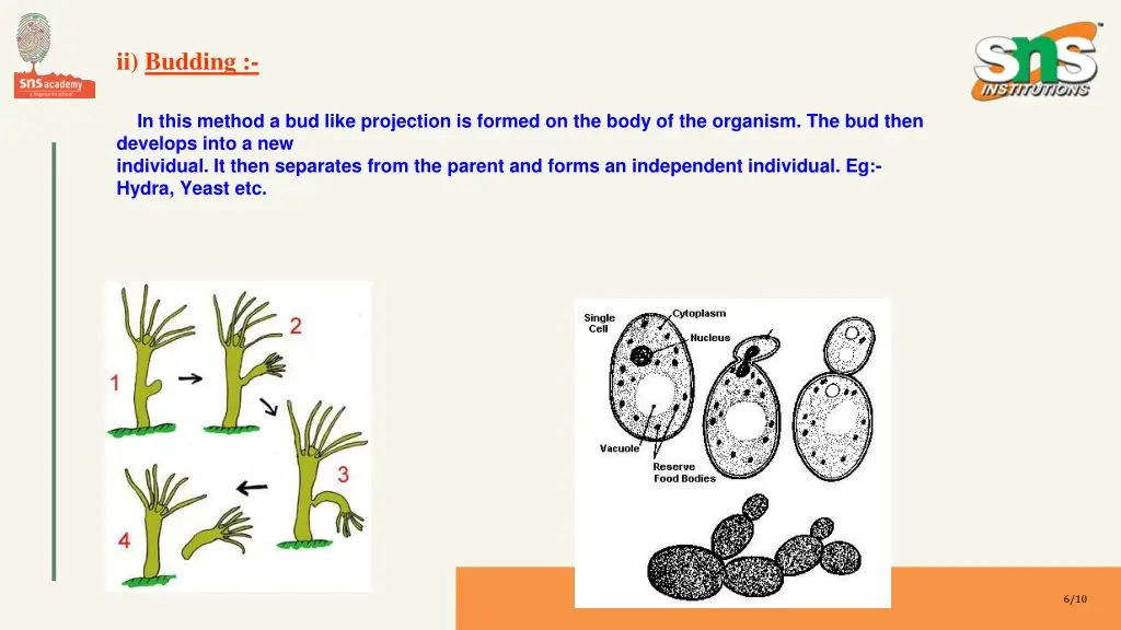 ii budding