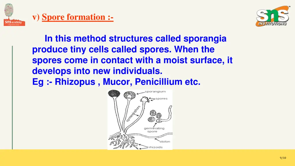 v spore formation