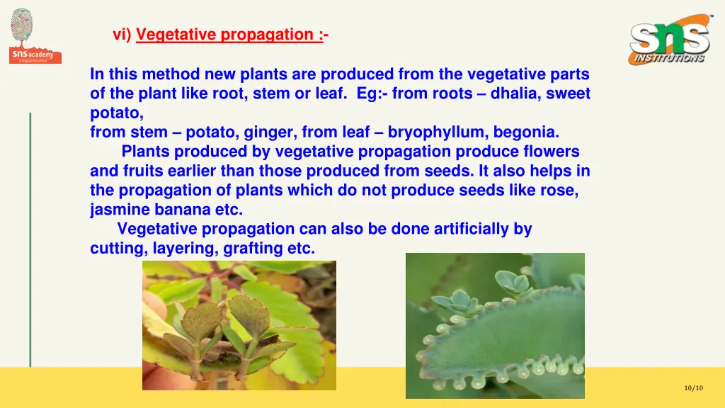 vi vegetative propagation