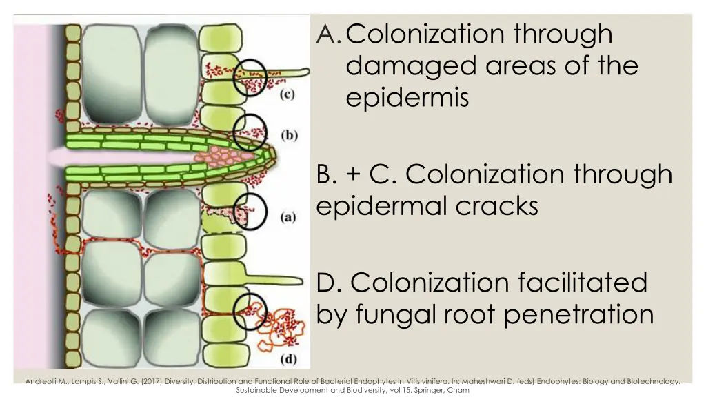 a colonization through damaged areas