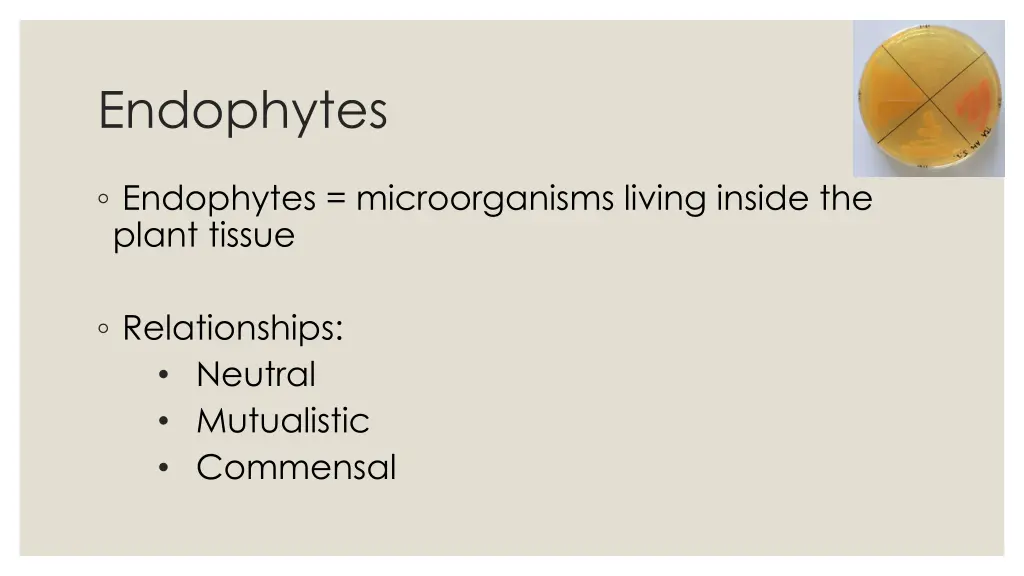 endophytes