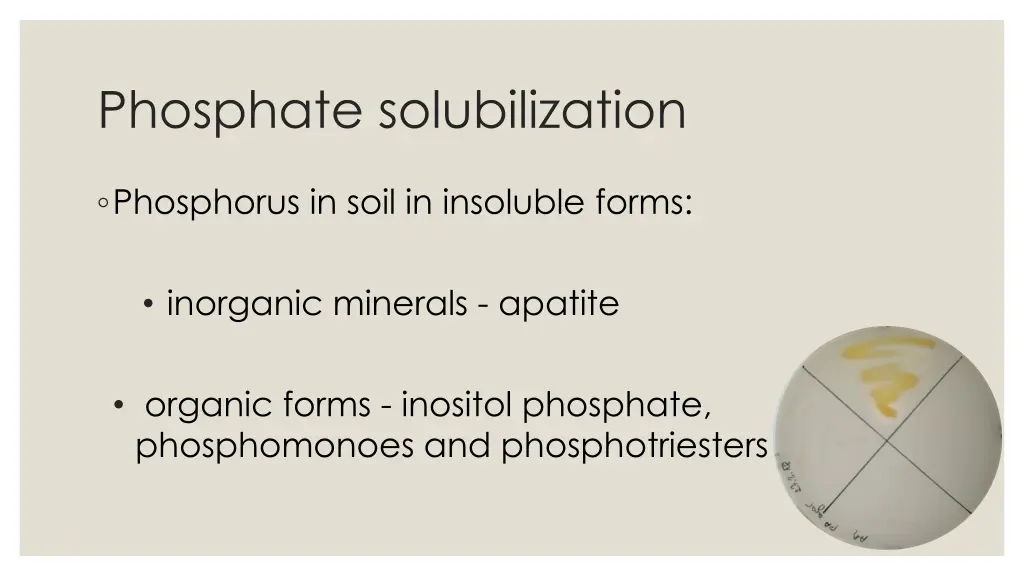 phosphate solubilization