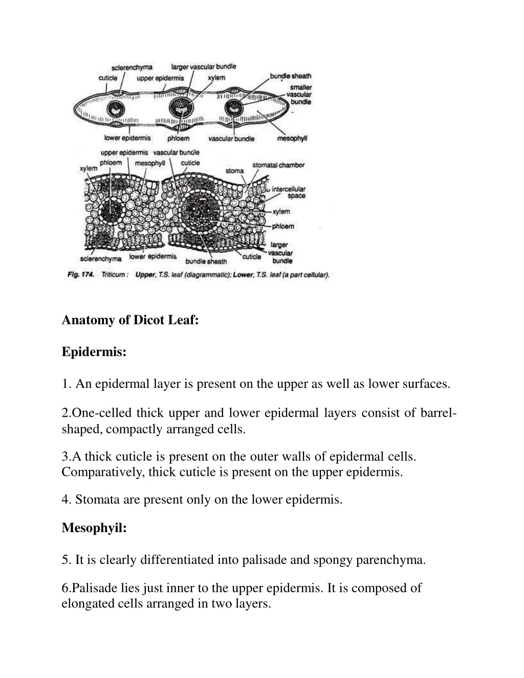 anatomy of dicot leaf