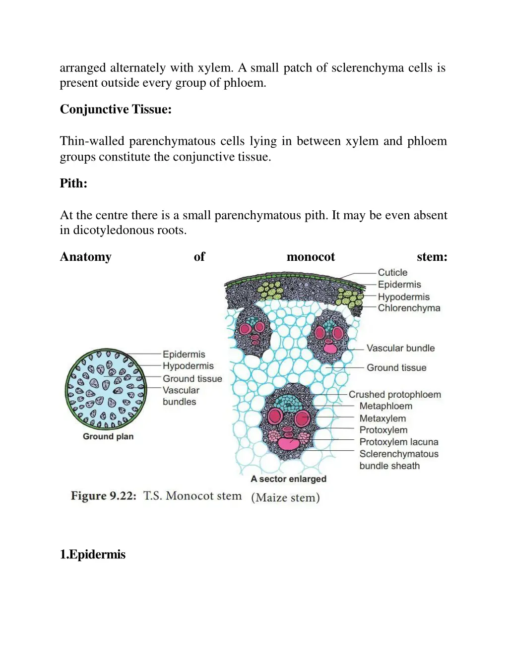 arranged alternately with xylem a small patch