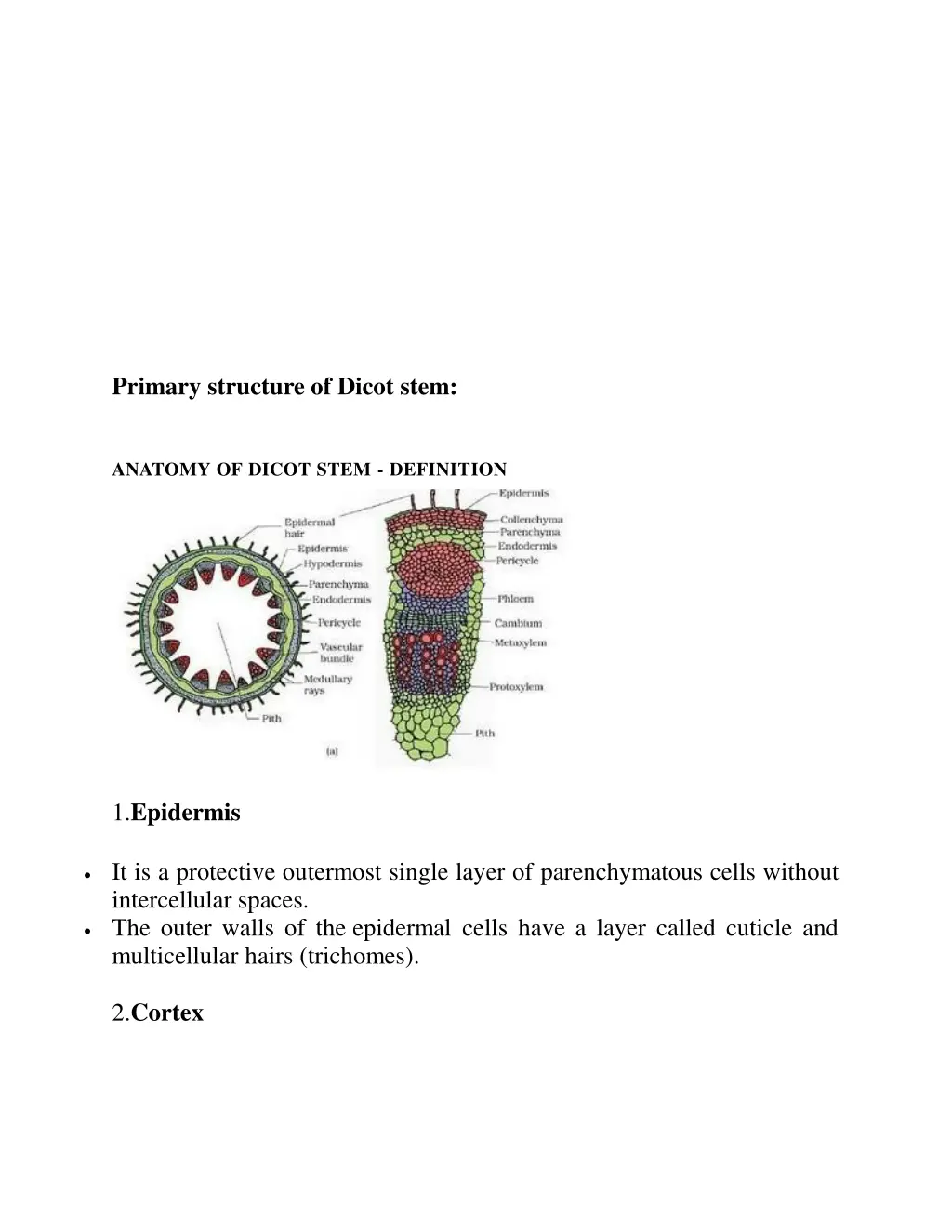 primary structure of dicot stem