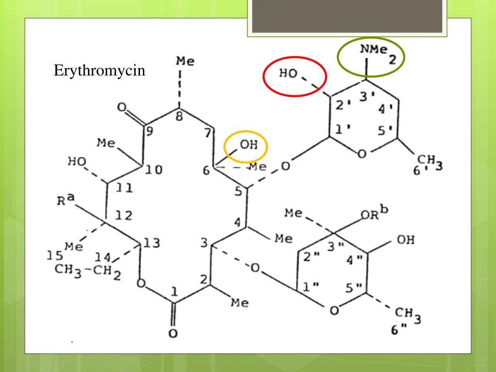 erythromycin