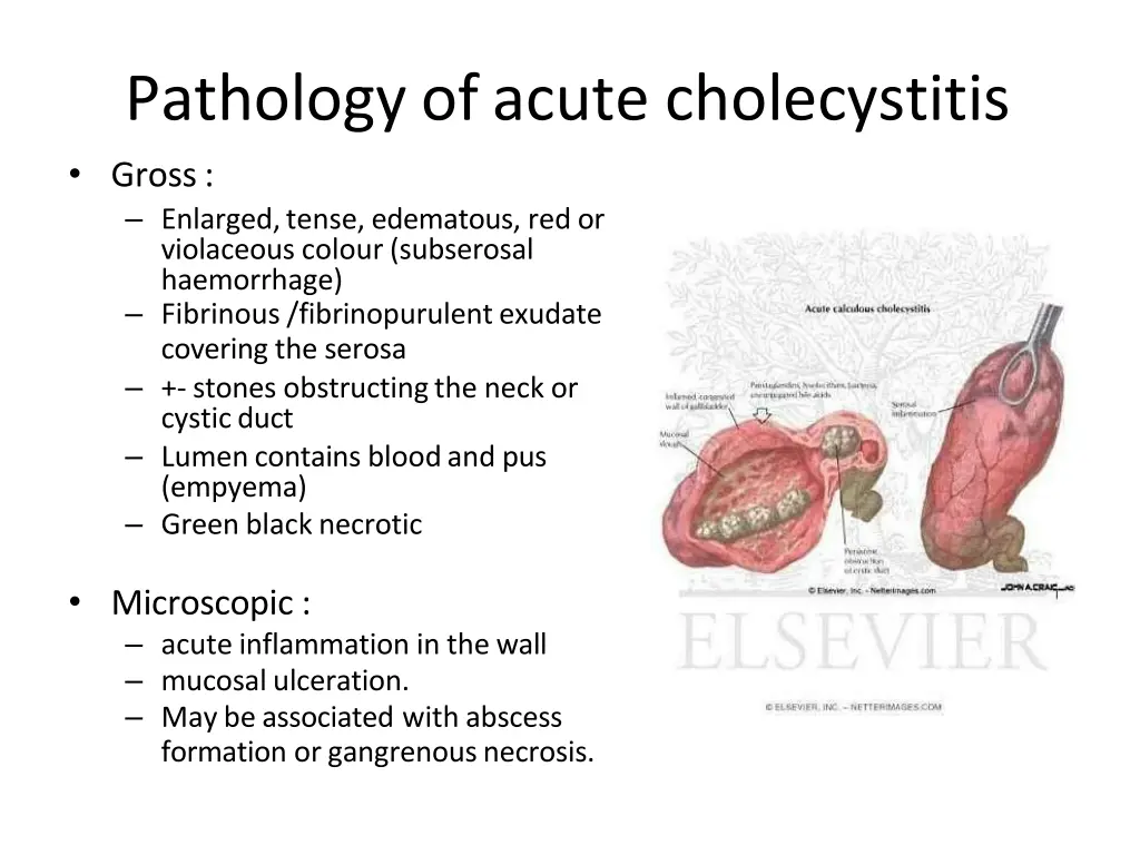 pathology of acute cholecystitis gross enlarged