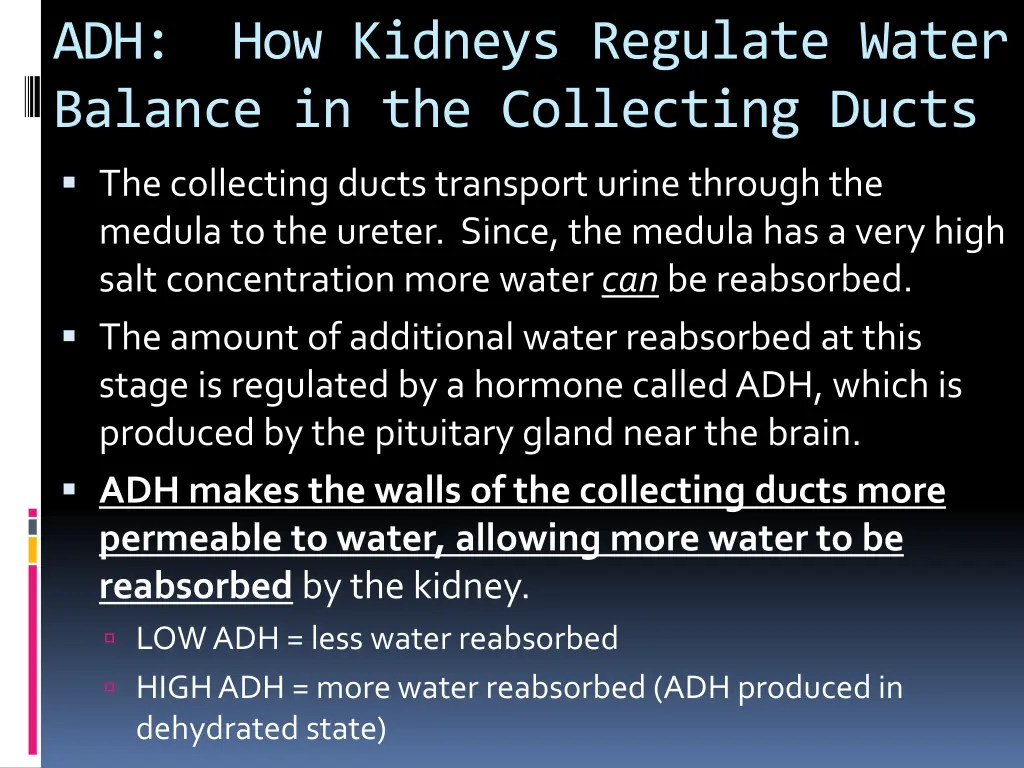 adh how kidneys regulate water balance