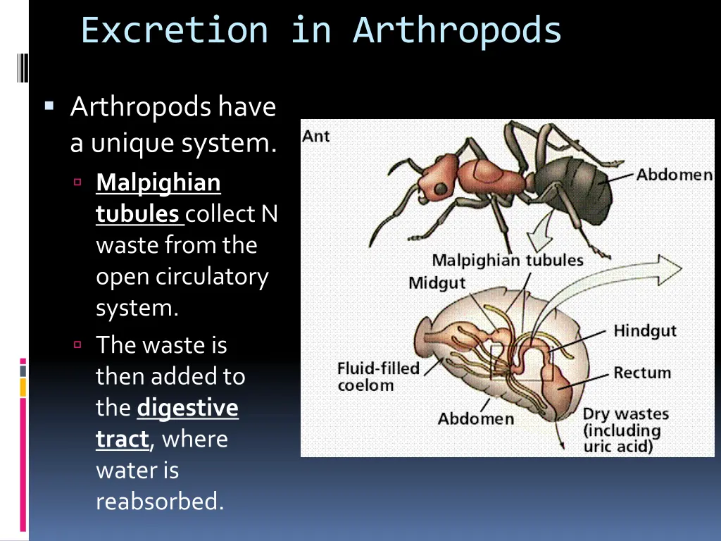 excretion in arthropods