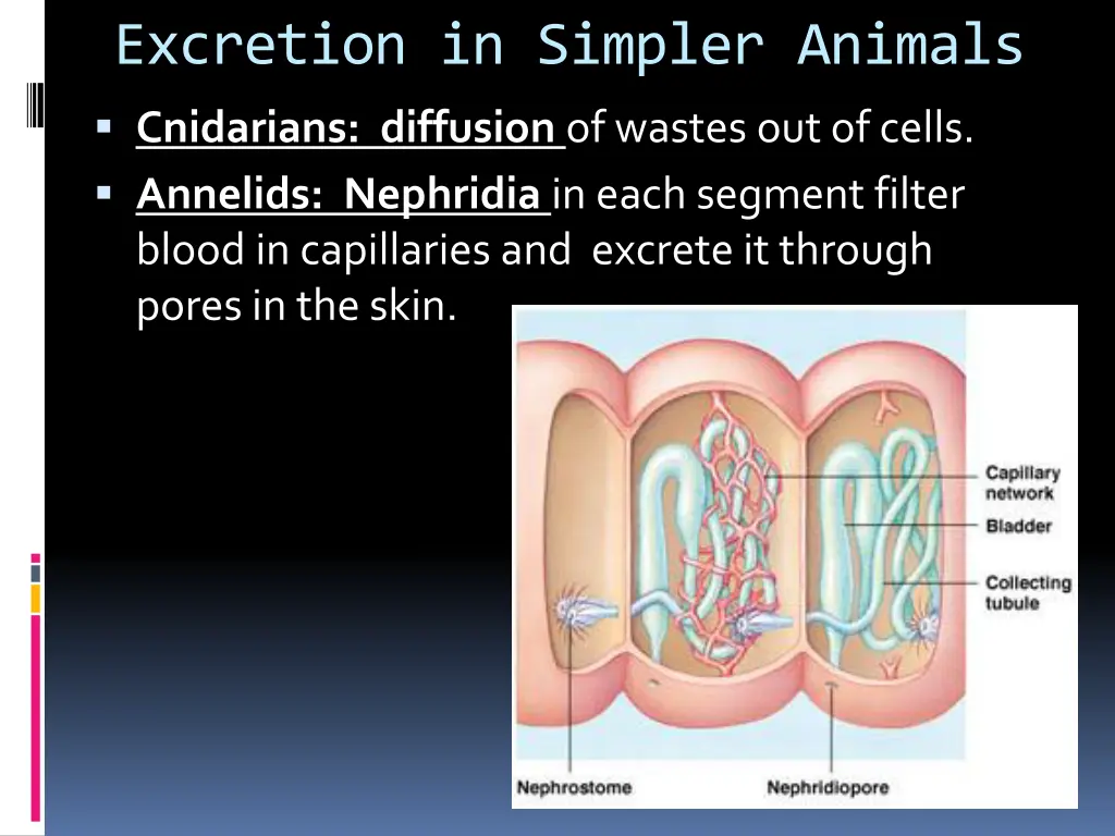 excretion in simpler animals