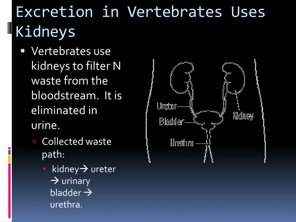 excretion in vertebrates uses kidneys vertebrates