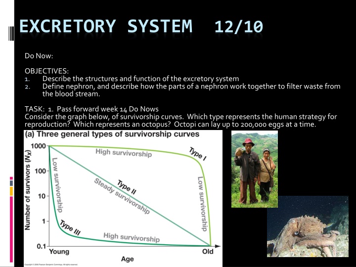 excretory system 12 10