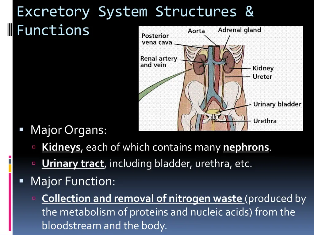 excretory system structures functions