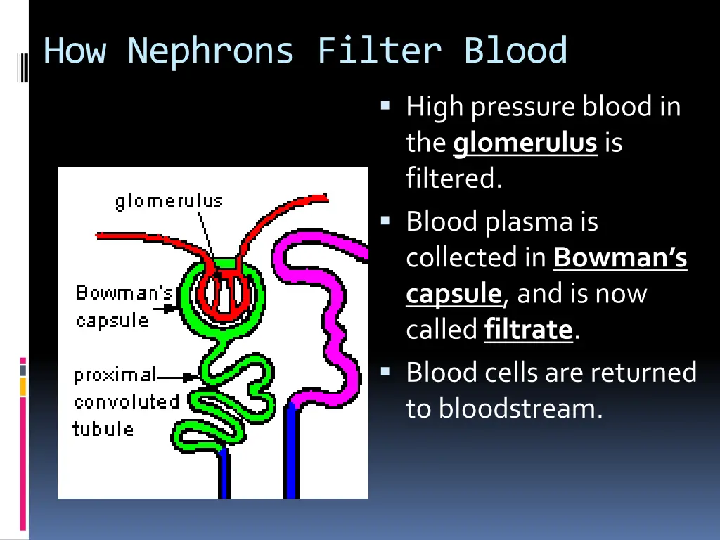 how nephrons filter blood