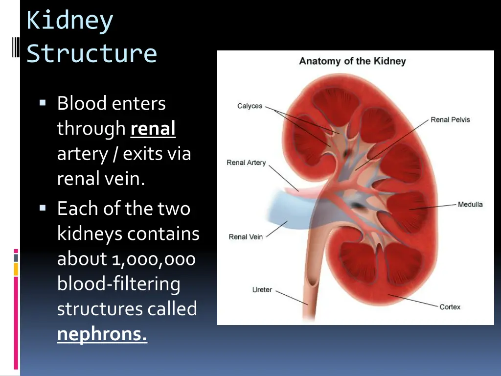 kidney structure