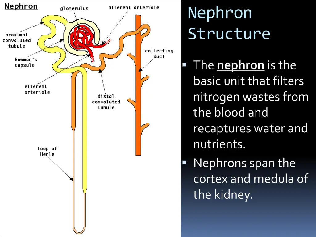 nephron structure