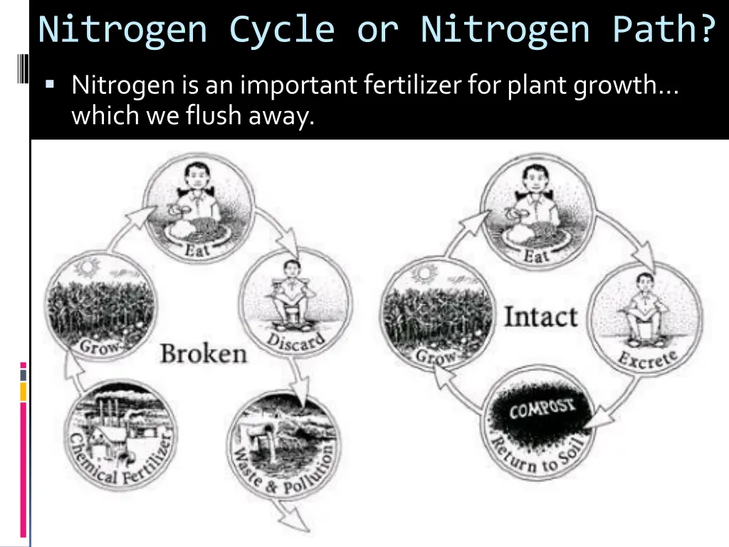 nitrogen cycle or nitrogen path
