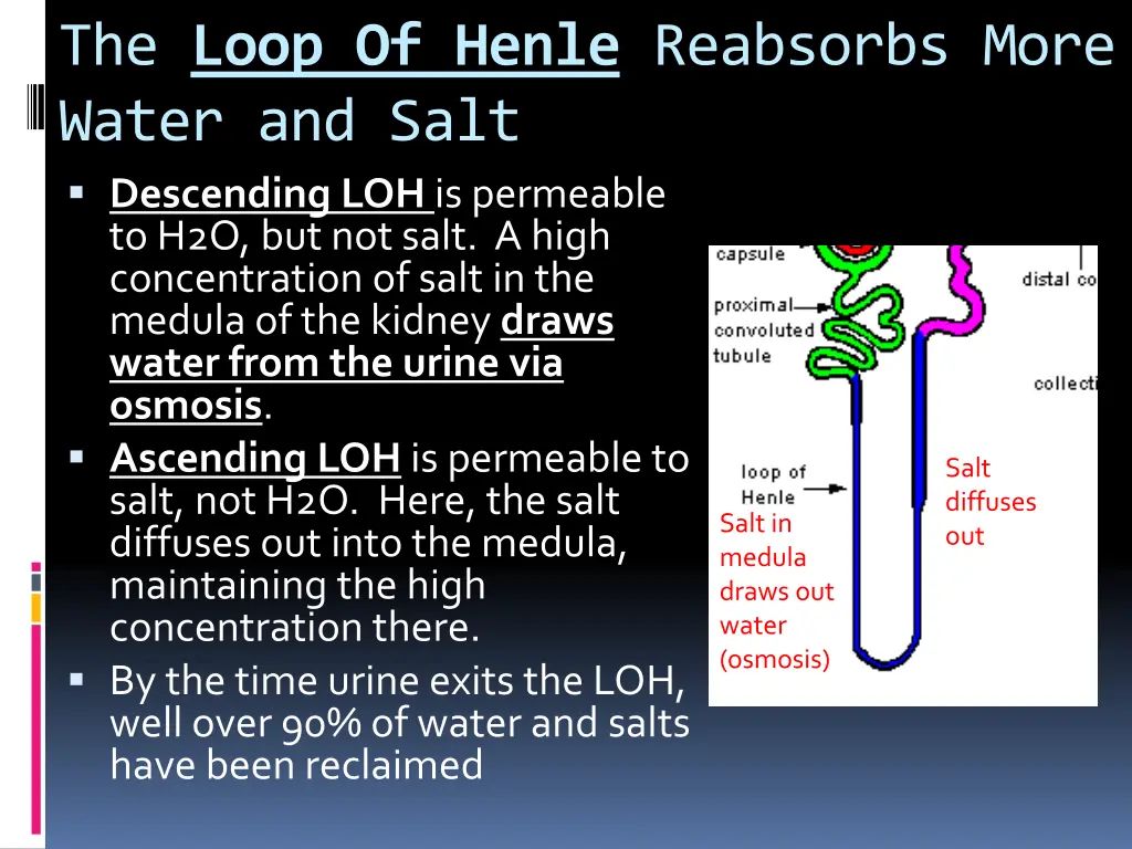 the loop of henle reabsorbs more water and salt