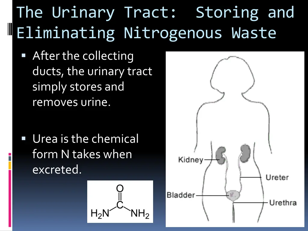 the urinary tract storing and eliminating
