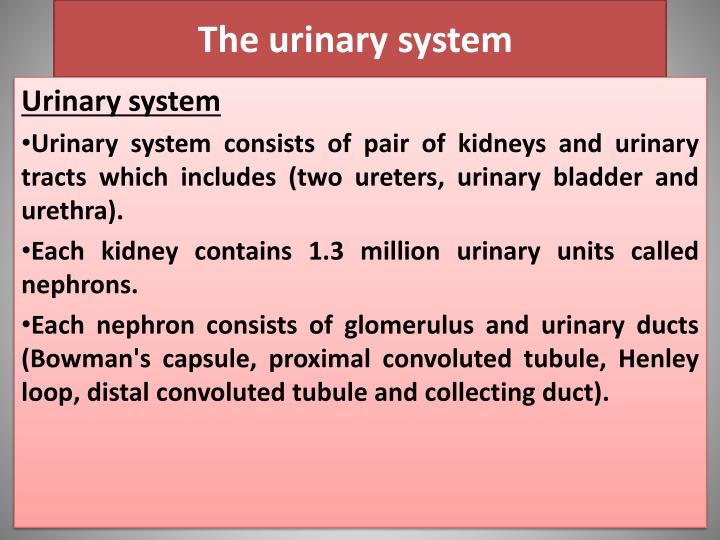 the urinary system