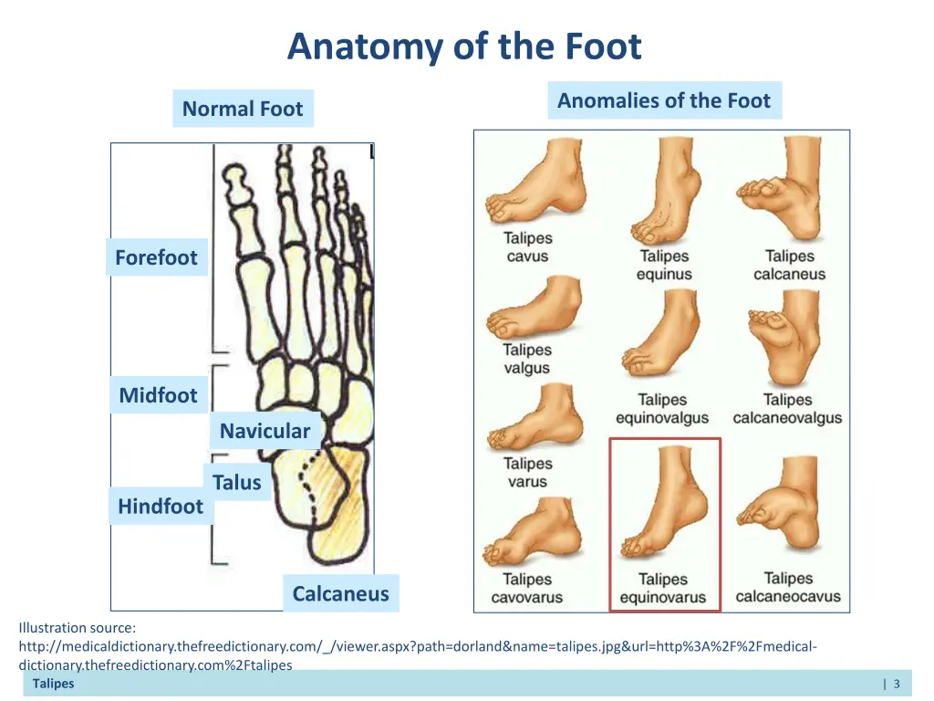 anatomy of the foot