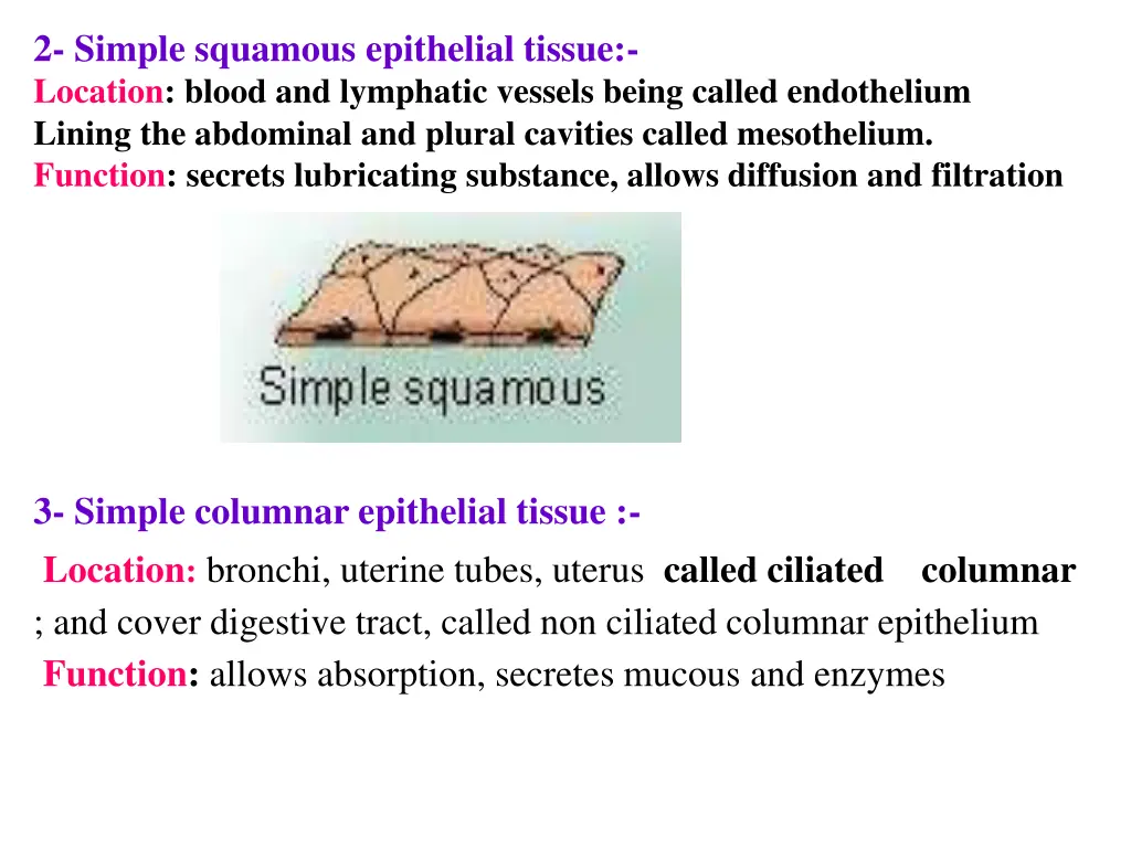 2 simple squamous epithelial tissue location