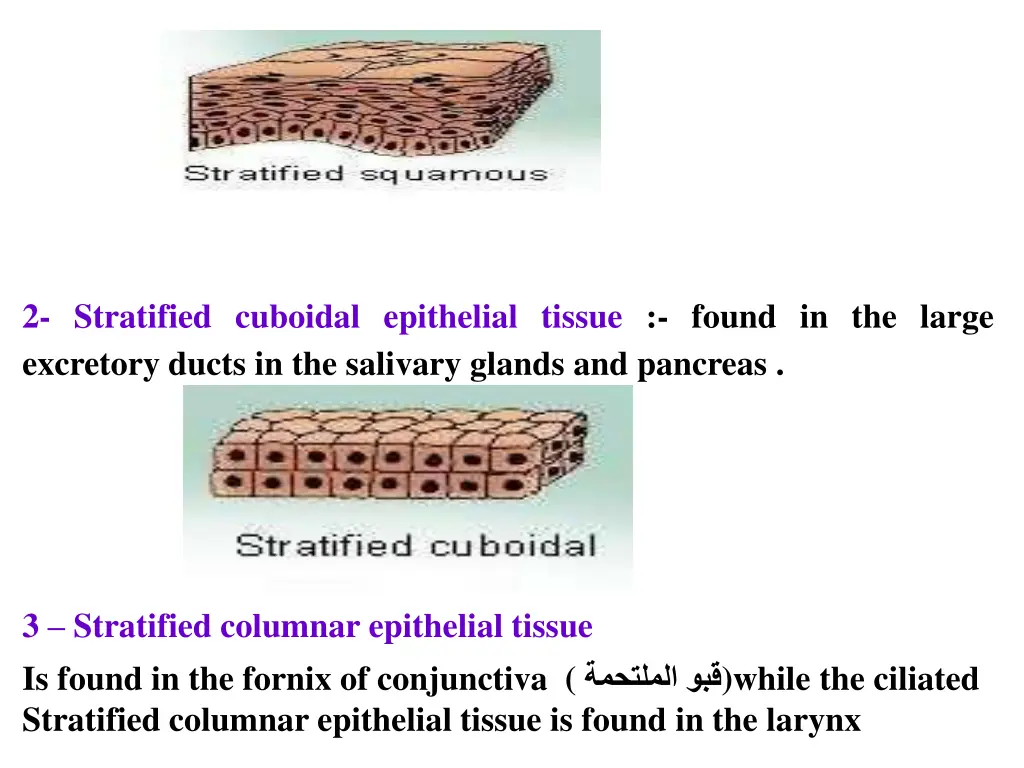 2 stratified cuboidal epithelial tissue found