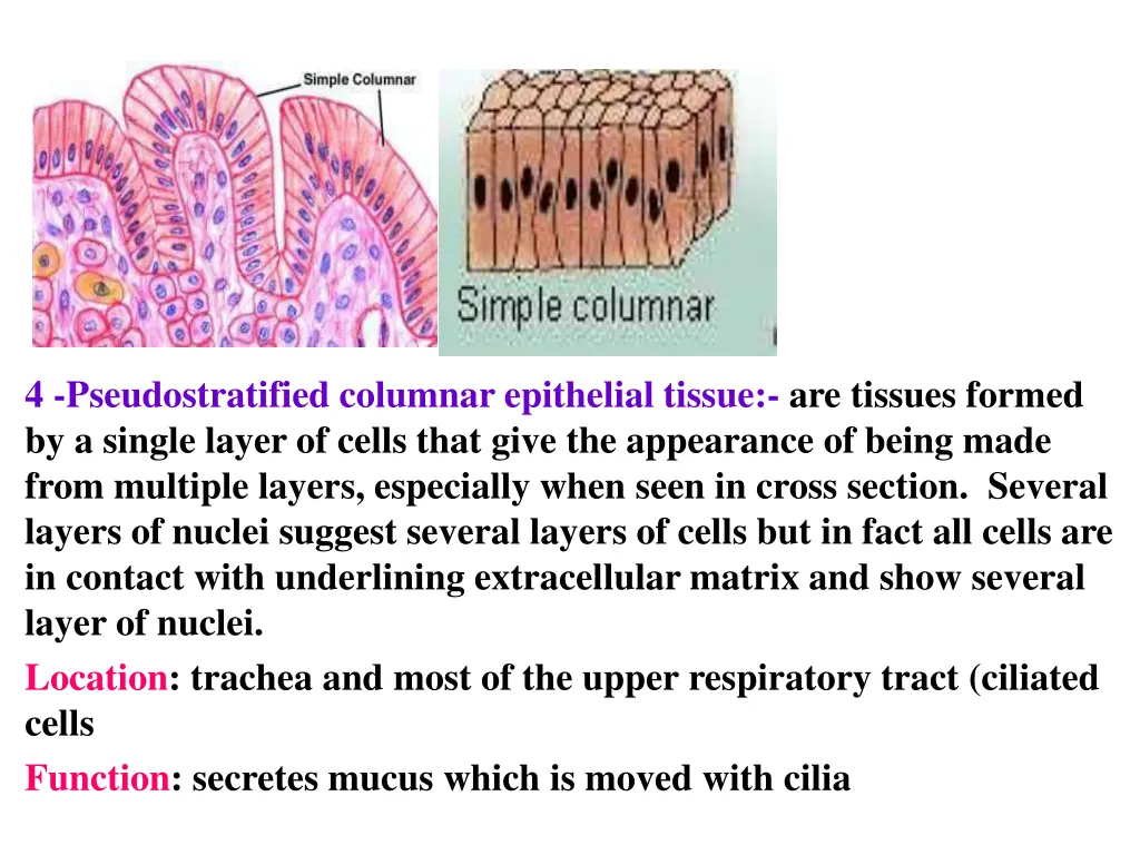 4 pseudostratified columnar epithelial tissue