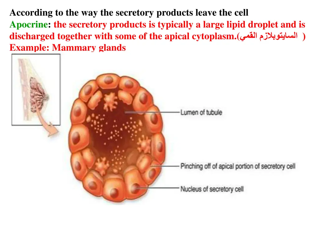 according to the way the secretory products leave