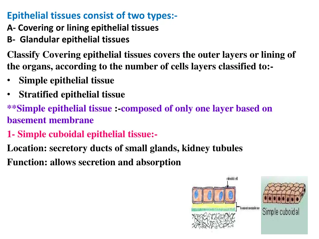 epithelial tissues consist of two types