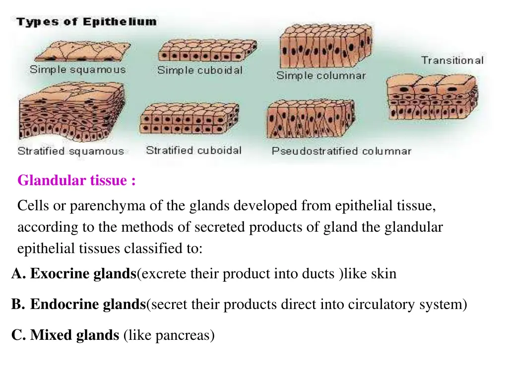 glandular tissue cells or parenchyma