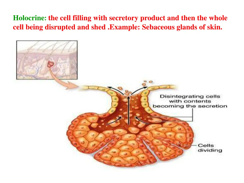 holocrine the cell filling with secretory product