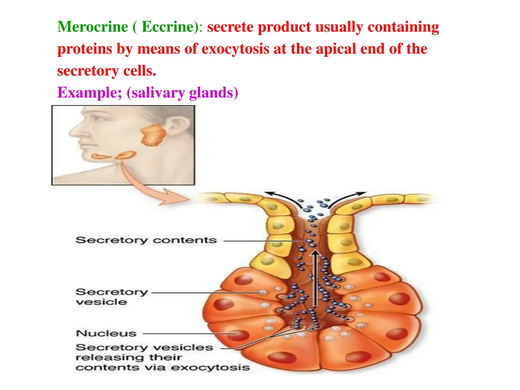 merocrine eccrine secrete product usually