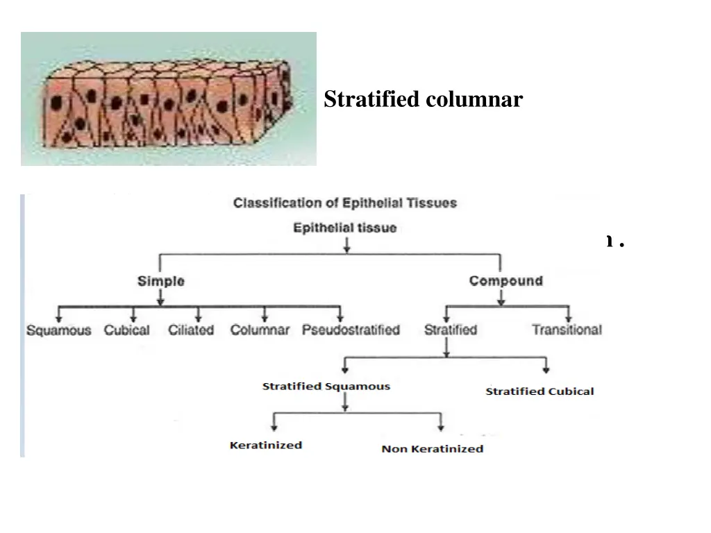 stratified columnar