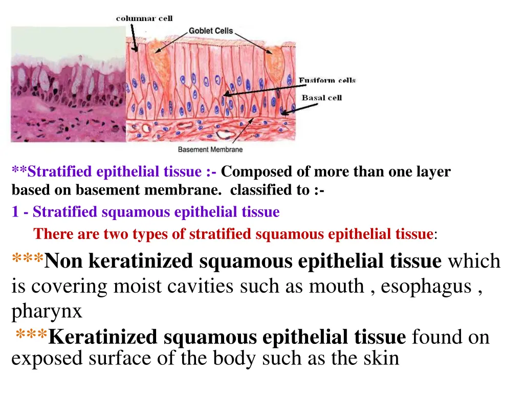 stratified epithelial tissue composed of more