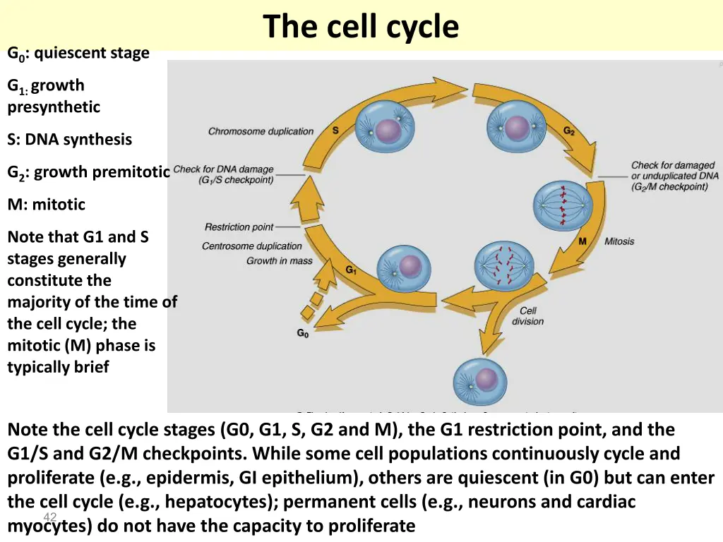 the cell cycle