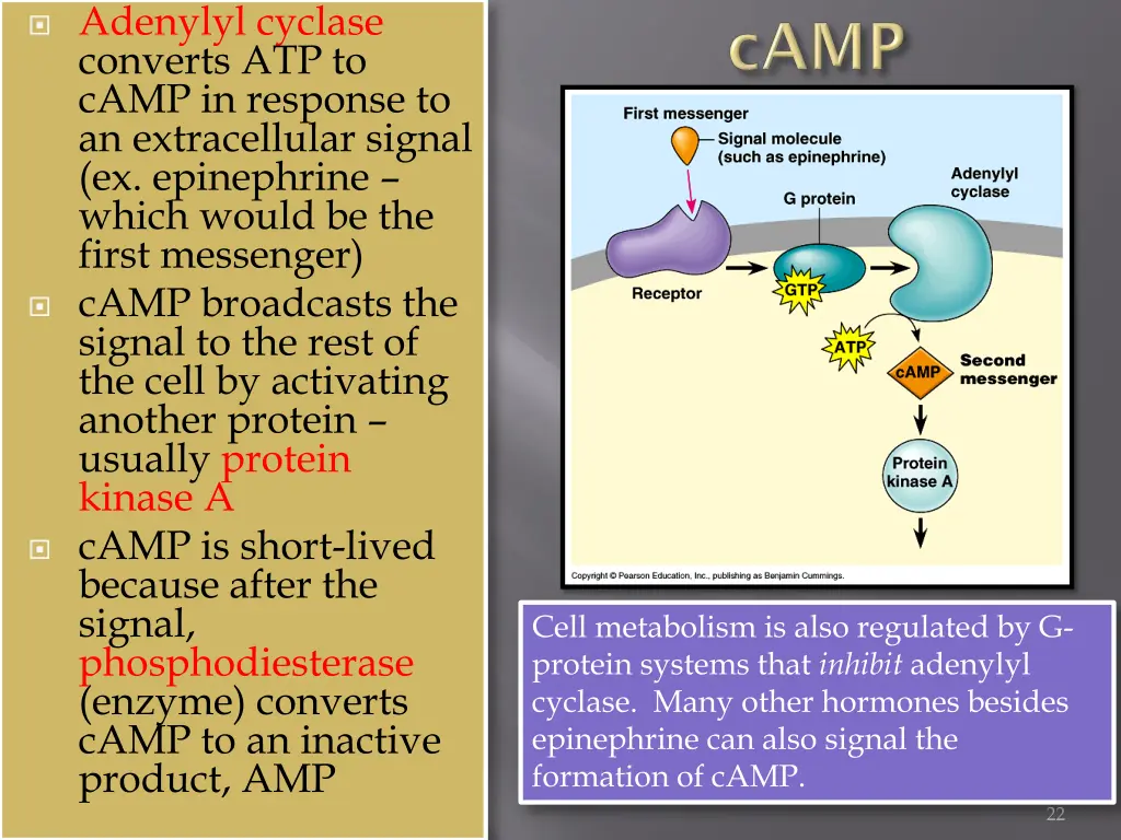 adenylyl cyclase converts atp to camp in response