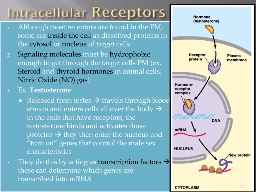 although most receptors are found in the pm some