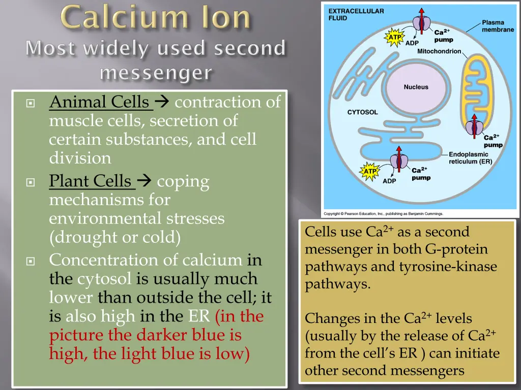 animal cells contraction of muscle cells