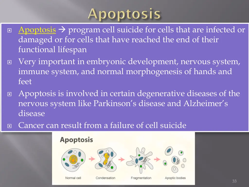 apoptosis program cell suicide for cells that