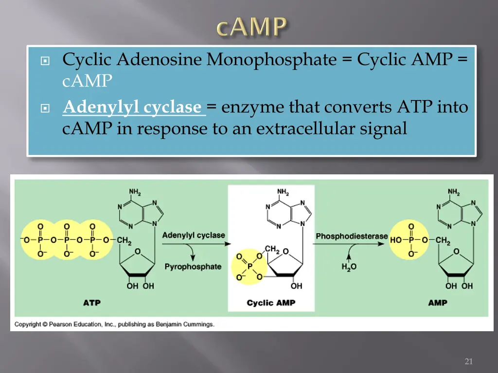 cyclic adenosine monophosphate cyclic amp camp