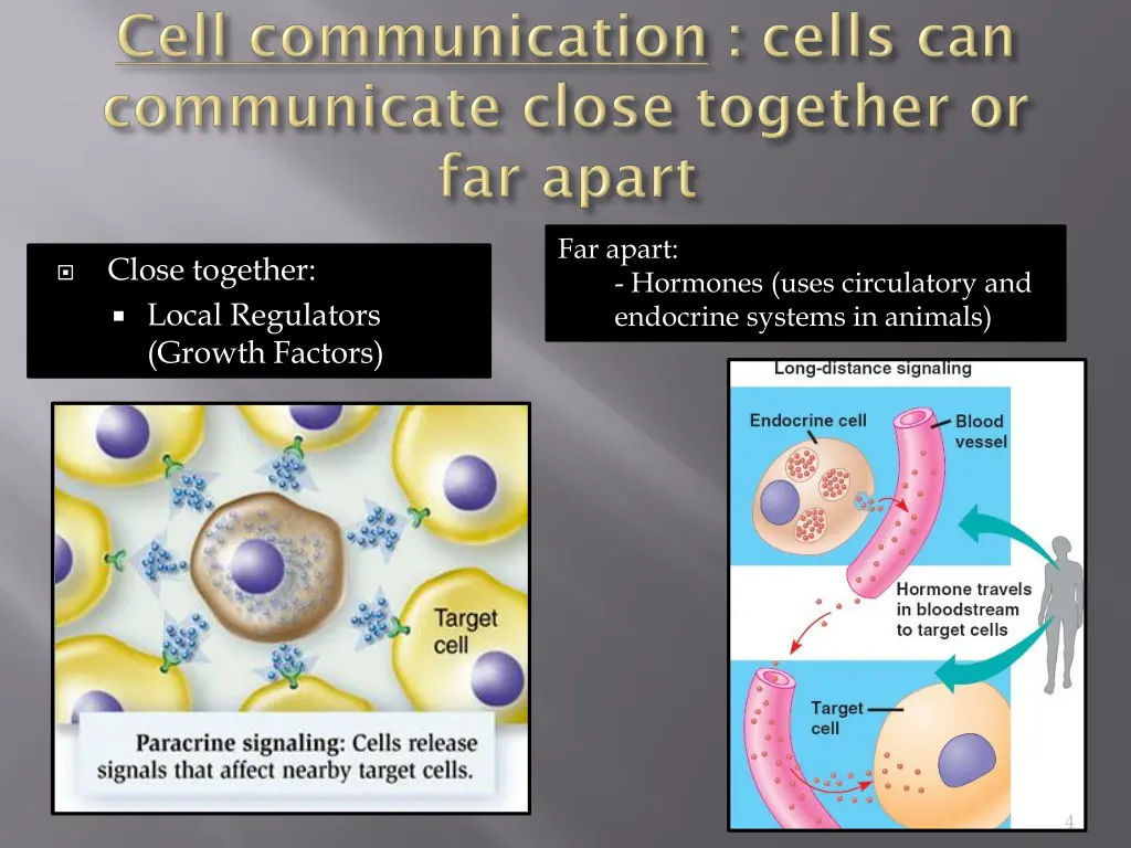 far apart hormones uses circulatory and endocrine