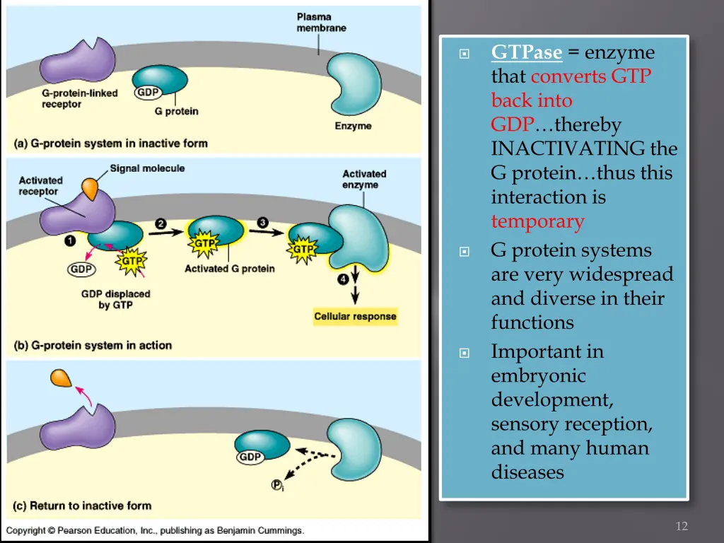 gtpase enzyme that converts gtp back into