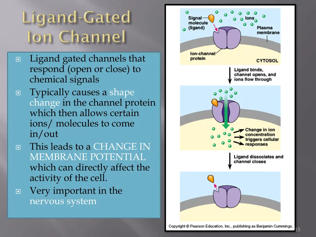 ligand gated channels that respond open or close