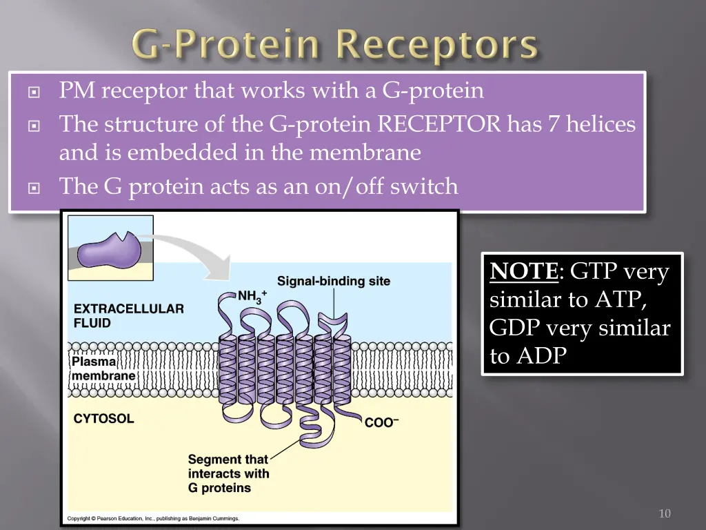 pm receptor that works with a g protein