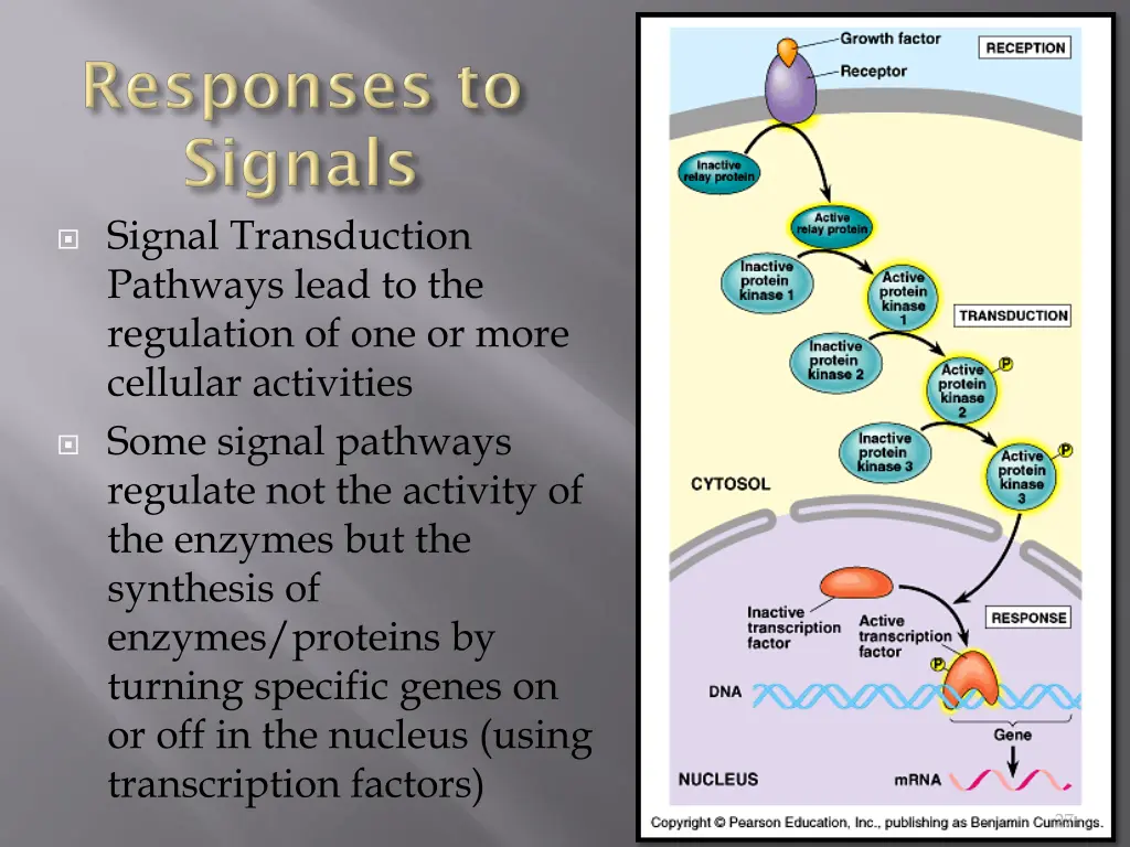 signal transduction pathways lead