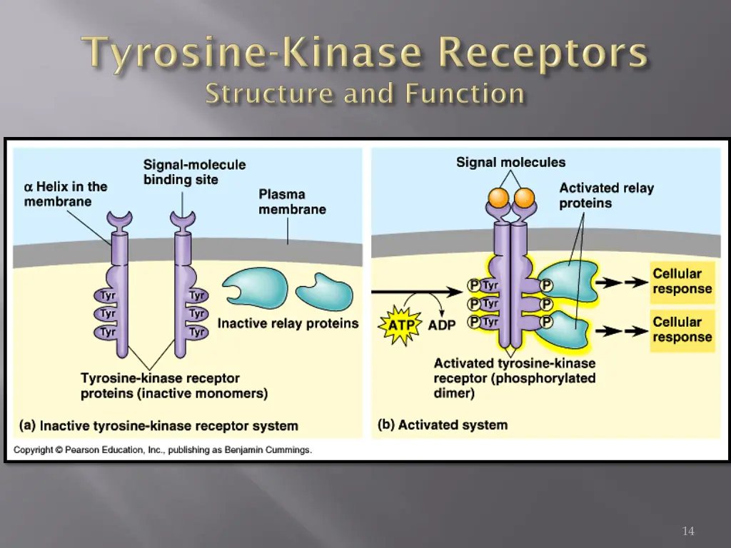 slide14